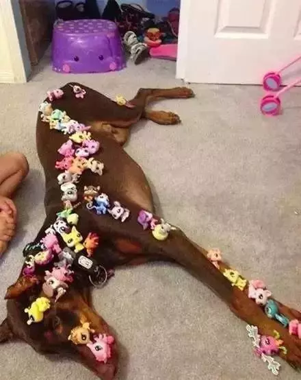 狗狗睡太死,這下可把鏟屎的玩瘋了