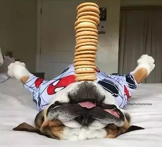 狗狗睡太死,這下可把鏟屎的玩瘋了