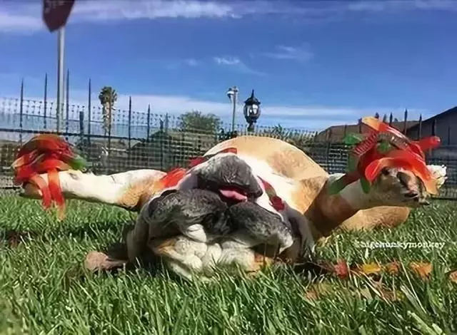 狗狗睡太死,這下可把鏟屎的玩瘋了