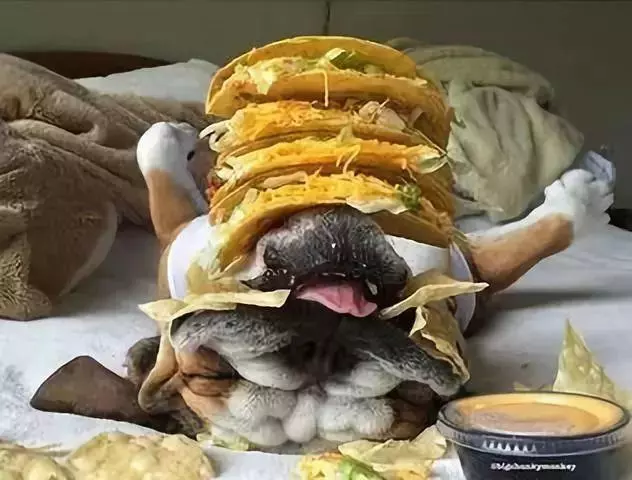狗狗睡太死,這下可把鏟屎的玩瘋了