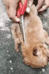 狗狗睡太死,這下可把鏟屎的玩瘋了