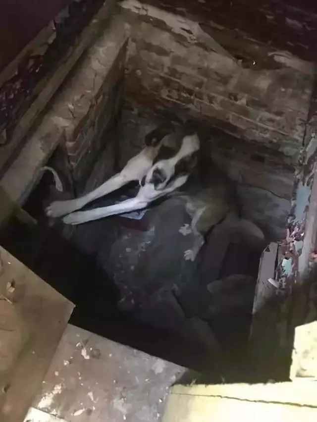 狗狗被偷偷帶走,惡意鎖進地下室……