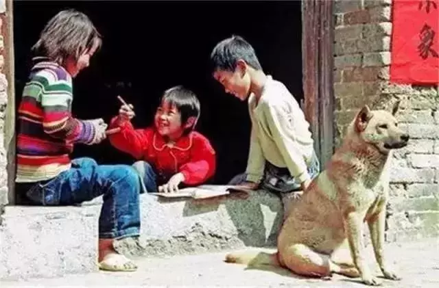 被嫌棄的土狗的一生……
