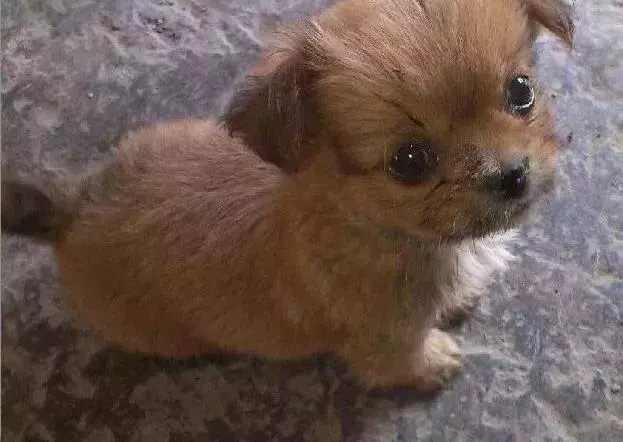 被嫌棄的土狗的一生……