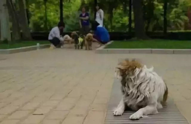 被嫌棄的土狗的一生……