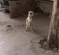 被嫌棄的土狗的一生……