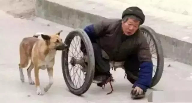 被嫌棄的土狗的一生……