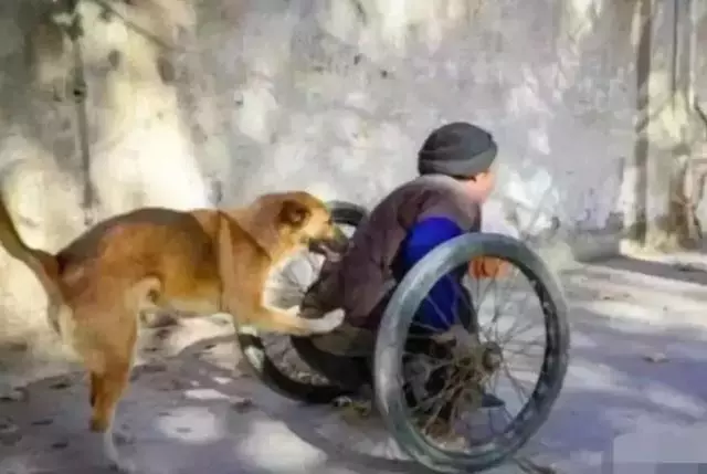 被嫌棄的土狗的一生……