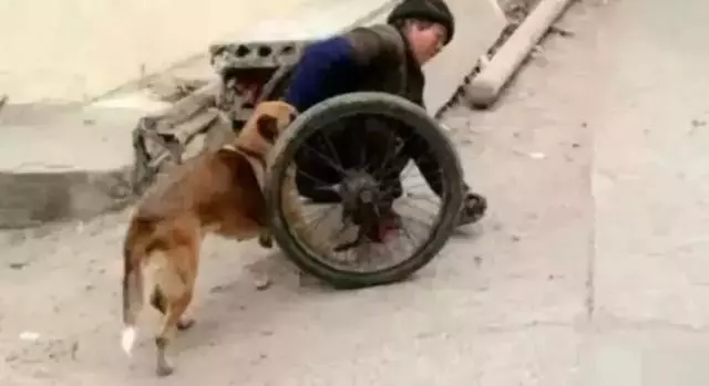 被嫌棄的土狗的一生……