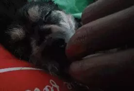 狗狗睡太死,這下可把鏟屎的玩瘋了