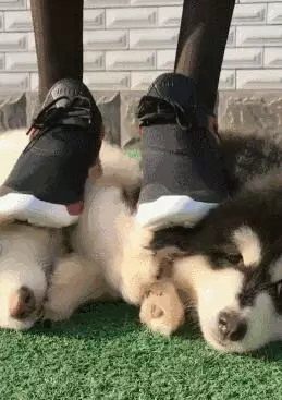 狗狗睡太死,這下可把鏟屎的玩瘋了