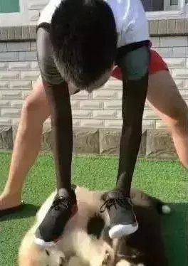 狗狗睡太死,這下可把鏟屎的玩瘋了