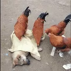 狗狗睡太死,這下可把鏟屎的玩瘋了