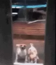 被中間的兩隻二哈帥到了,簡直就是我男神啊