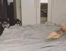 被中間的兩隻二哈帥到了,簡直就是我男神啊