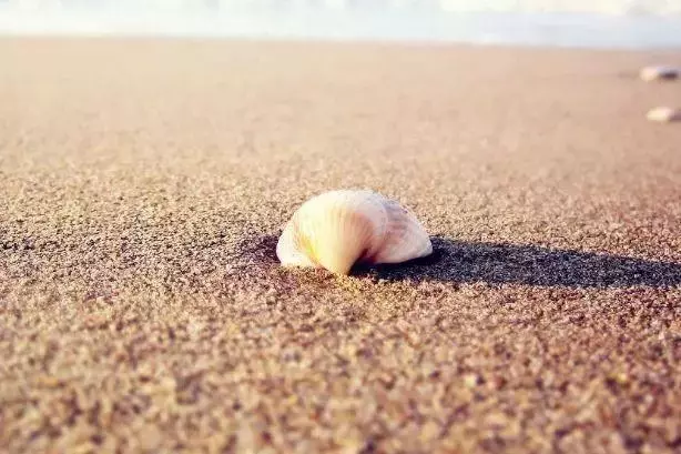 心理學:四個貝殼,哪個裡面有珍珠?測你的潛意識裡在想什麼? -