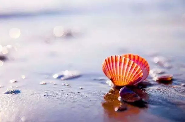 心理學:四個貝殼,哪個裡面有珍珠?測你的潛意識裡在想什麼? -