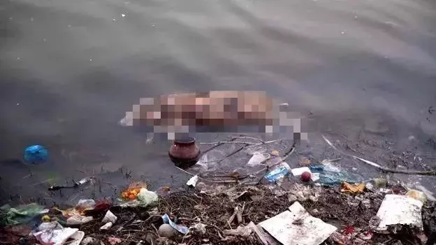飄著屍體的恆河水到底有多髒?一名美國人喝完後病倒三個月