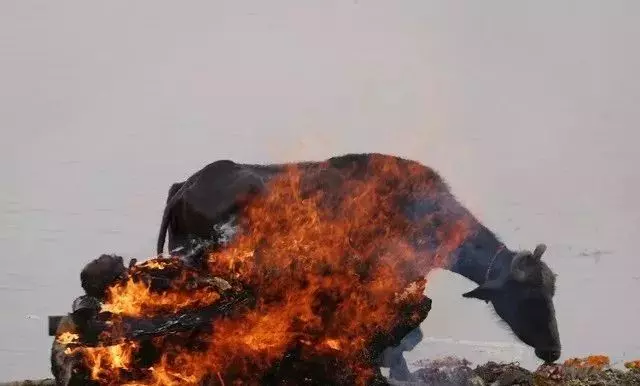 飄著屍體的恆河水到底有多髒?一名美國人喝完後病倒三個月