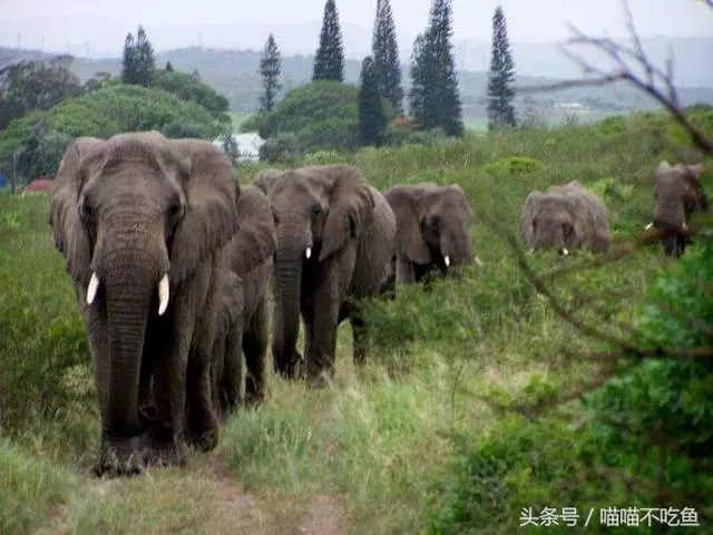 12張催人淚下的動物照片,網友:動物們的感情最真摯,乾淨!