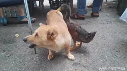 12張催人淚下的動物照片,網友:動物們的感情最真摯,乾淨!
