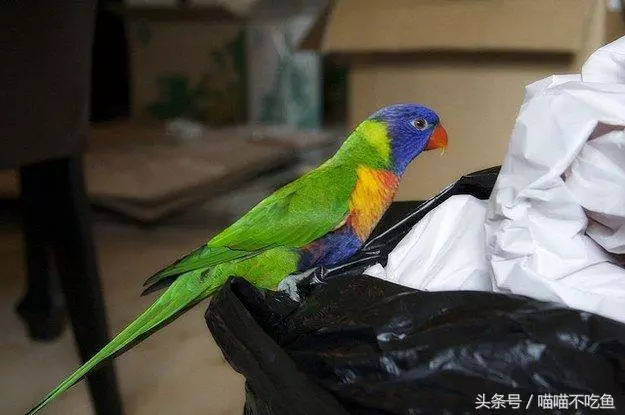 12張催人淚下的動物照片,網友:動物們的感情最真摯,乾淨!