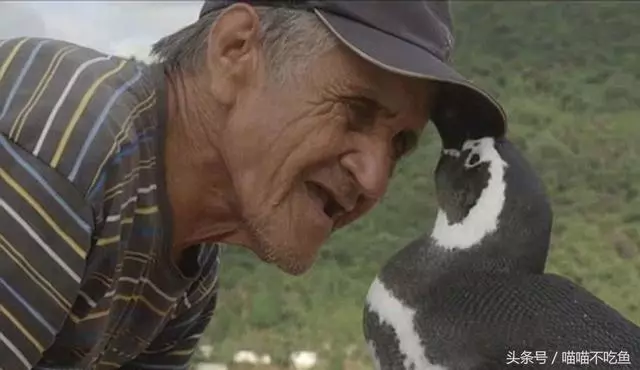 12張催人淚下的動物照片,網友:動物們的感情最真摯,乾淨!