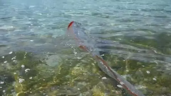 「深海地震魚」竟現身淺灘 遊客下水見證它的奇蹟泳姿