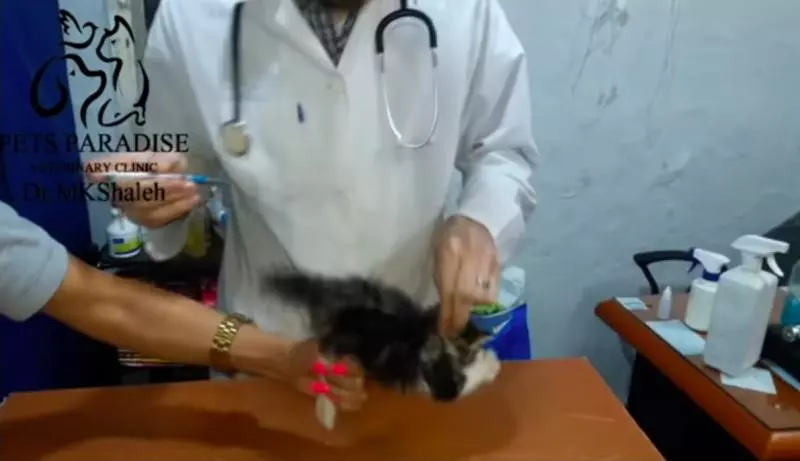 「我超凶der！」　小奶貓看醫生渾身炸毛　氣噗噗揮拳咬：鼻要碰我