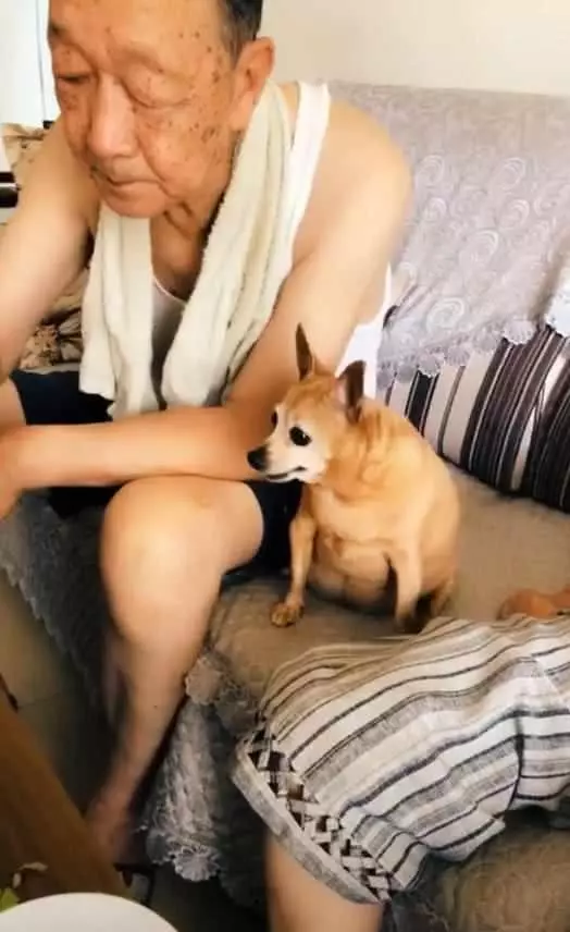 送給爺爺一隻吉娃娃,一年後網友再去爺爺家:我都不想看見這隻狗