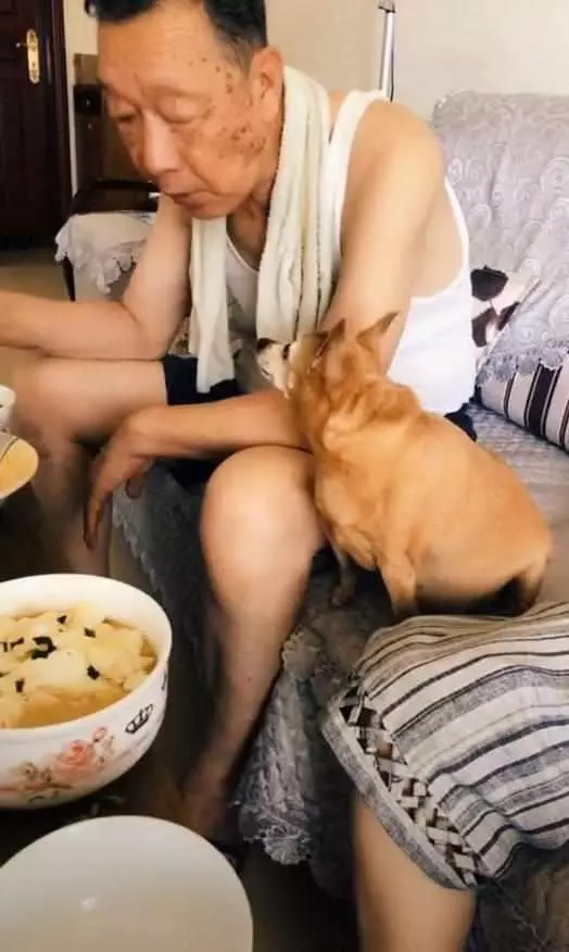 送給爺爺一隻吉娃娃,一年後網友再去爺爺家:我都不想看見這隻狗