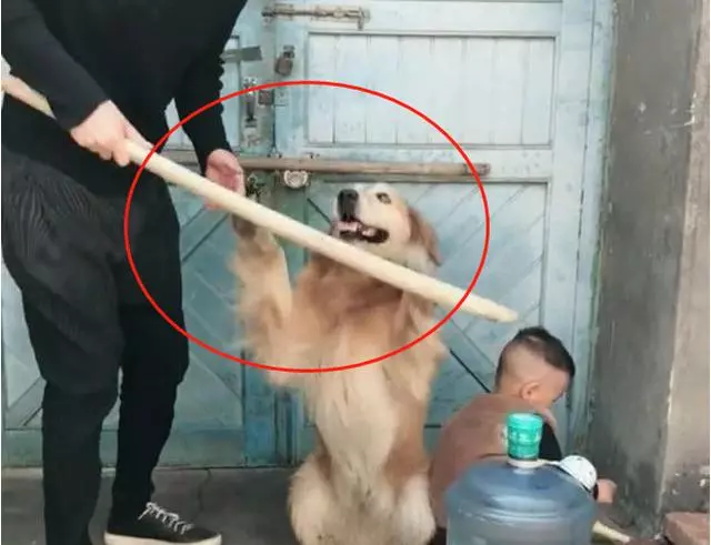 小主人犯錯差點被打,幸好金毛攔下,男主人:老子不能打兒子了?