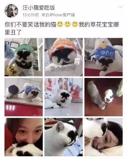 長得像屁屁……奇醜貓「草花」一夕成名,主人怒:才不醜