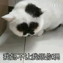 長得像屁屁……奇醜貓「草花」一夕成名,主人怒:才不醜