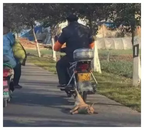 一男子騎摩托後面拖拽著一隻狗狗,還一路猛開直至將可憐的狗狗拖拽致死,太可恨了!