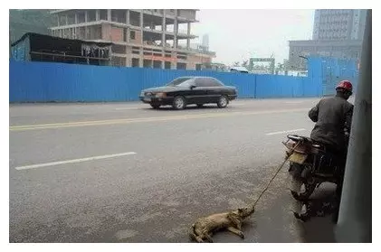 一男子騎摩托後面拖拽著一隻狗狗,還一路猛開直至將可憐的狗狗拖拽致死,太可恨了!