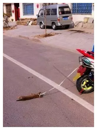 一男子騎摩托後面拖拽著一隻狗狗,還一路猛開直至將可憐的狗狗拖拽致死,太可恨了!