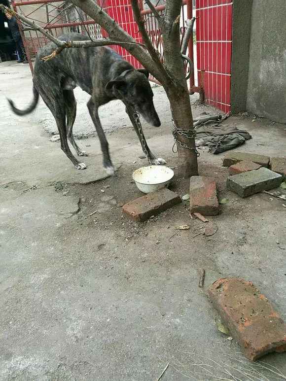 老媽不懂狗,埋怨說這狗都被餓成啥樣了!我回家看到狗狗後樂壞了