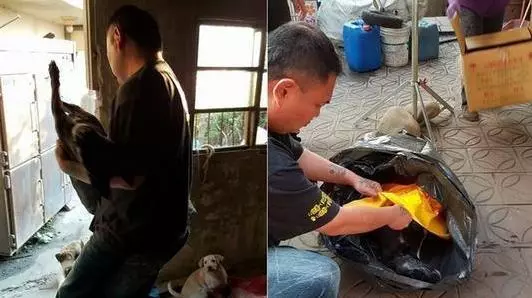 流浪狗媽突然全身僵硬2天不吃喝牽掛孩子堅持最後一口氣,直到見到寶寶得救才安心咽下最後一口氣