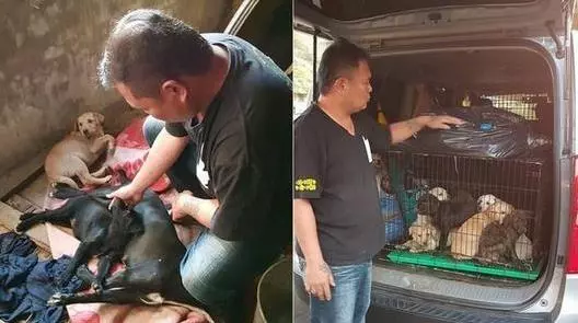 流浪狗媽突然全身僵硬2天不吃喝牽掛孩子堅持最後一口氣,直到見到寶寶得救才安心咽下最後一口氣