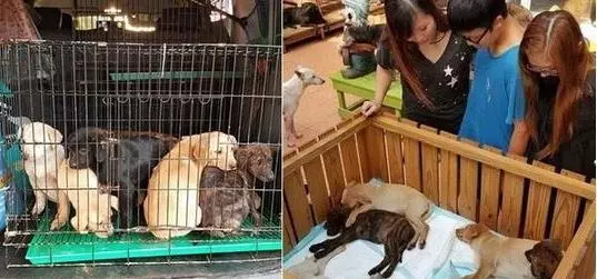 流浪狗媽突然全身僵硬2天不吃喝牽掛孩子堅持最後一口氣,直到見到寶寶得救才安心咽下最後一口氣