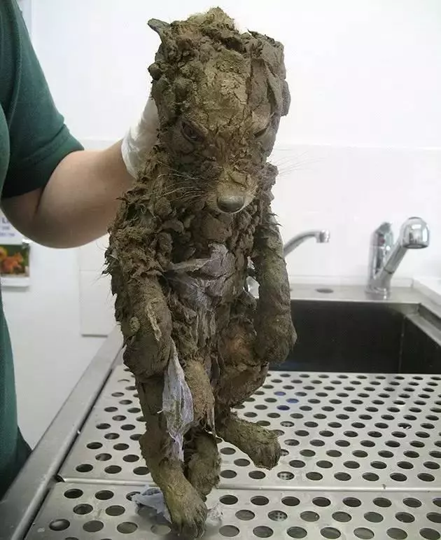 英國一隻「流浪狗」渾身泥漿藏身倫敦橋下,被救助後樣貌驚豔眾人