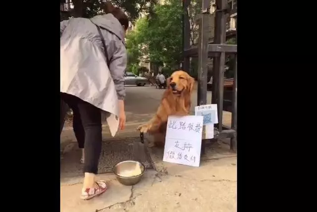 狗狗在社區收保護費,面前還有個牌子,湊過去一看頓時笑噴了