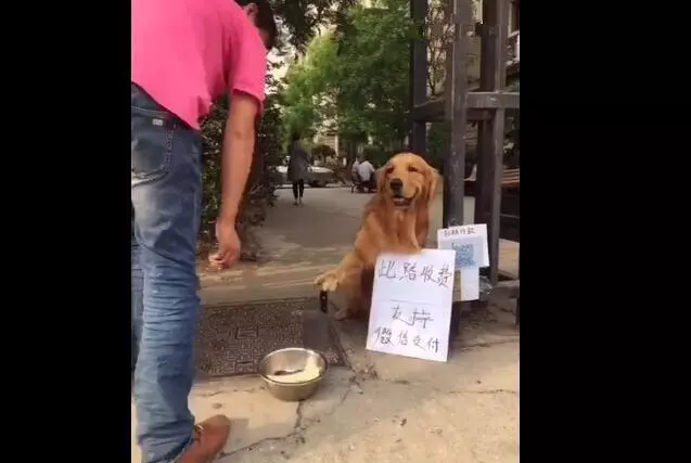 狗狗在社區收保護費,面前還有個牌子,湊過去一看頓時笑噴了