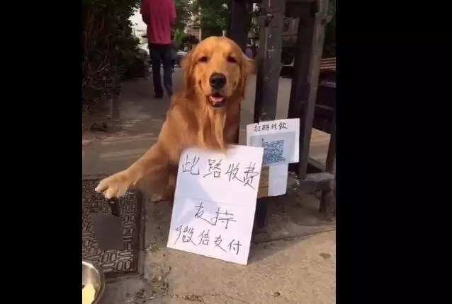 狗狗在社區收保護費,面前還有個牌子,湊過去一看頓時笑噴了