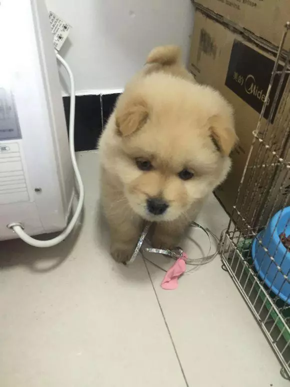 趁流浪狗媽媽出去找食物抱走狗寶寶,再次見到狗媽媽時難過哭了