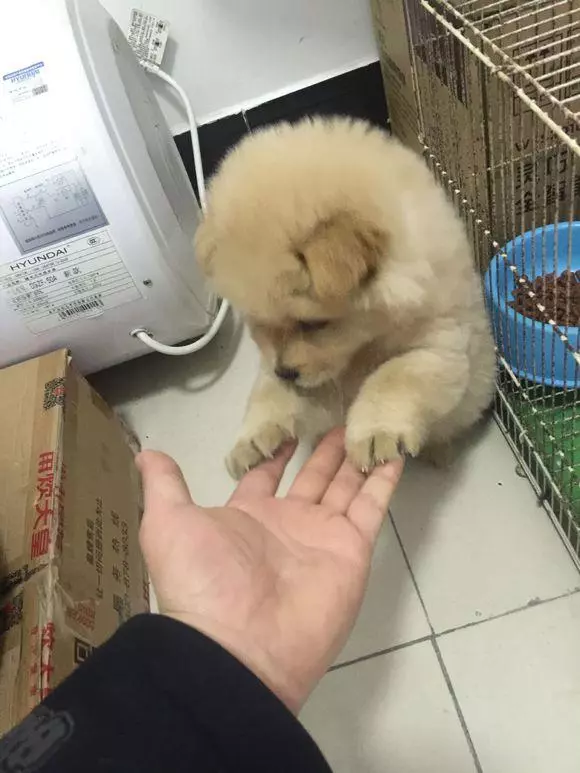 趁流浪狗媽媽出去找食物抱走狗寶寶,再次見到狗媽媽時難過哭了