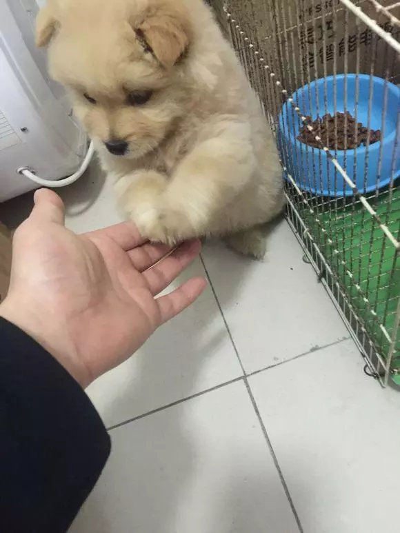 趁流浪狗媽媽出去找食物抱走狗寶寶,再次見到狗媽媽時難過哭了