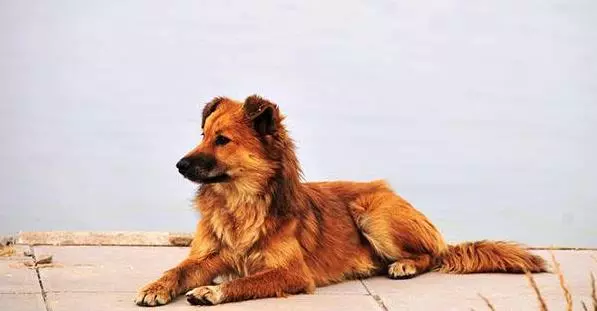 土狗發現野豬叫人制服,卻又制止主人吃它,最後無奈自己搶了一口還被踢打,狗狗死後主人抱著它痛苦流淚。