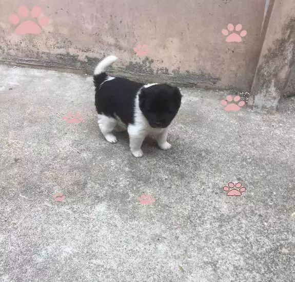 鄰居小孩撿了只流浪狗狗,因媽媽不同意,小傢伙含淚放回原地,不過因為狗狗的堅強結局令人欣慰